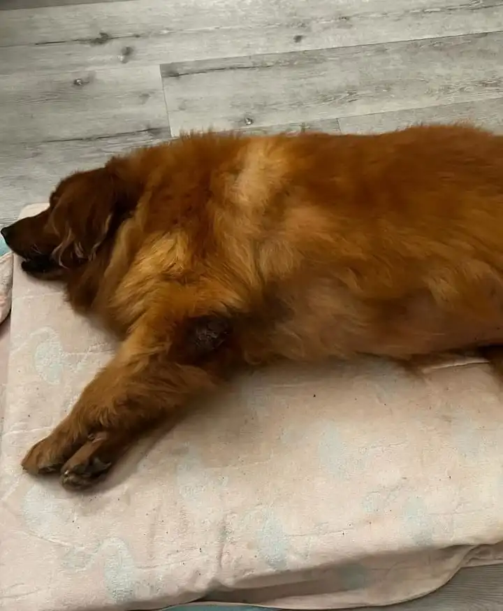 extremely obese dog