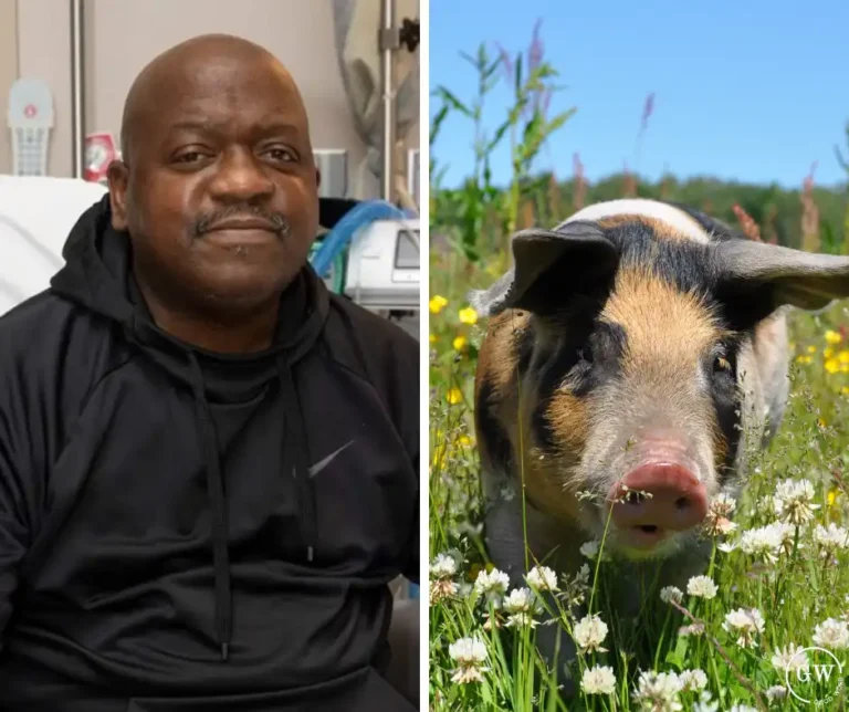 First Successful Pig Kidney Transplant into a Human