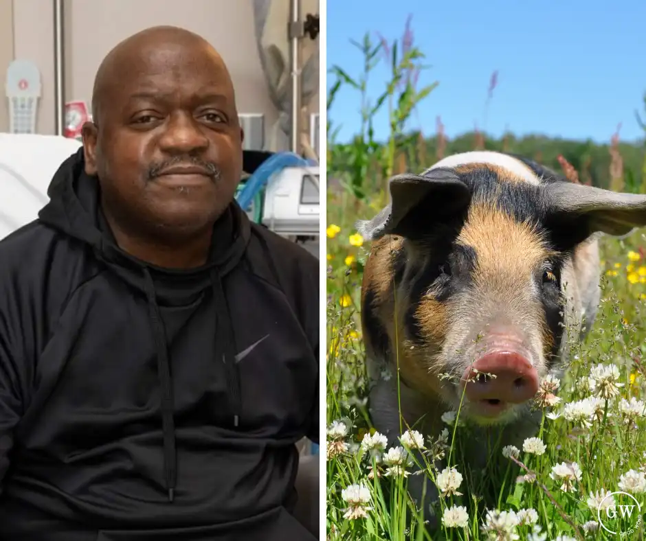 First Successful Pig Kidney Transplant into a Human