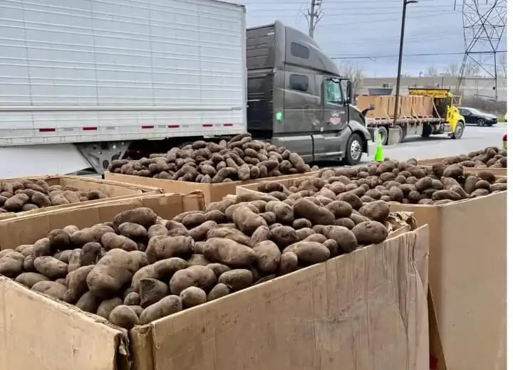 Surplus of Potatoes