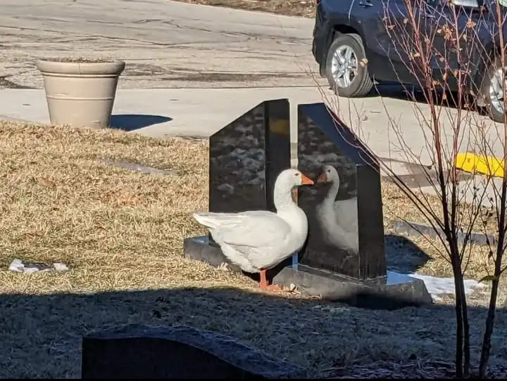 lonely goose in Iowa