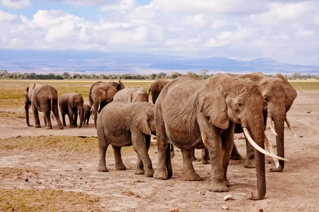 How Do Elephants Communicate with Each Other