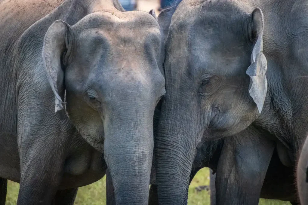 How Do Elephants Communicate with Each Other