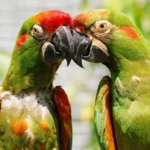 critically endangered parrots 1