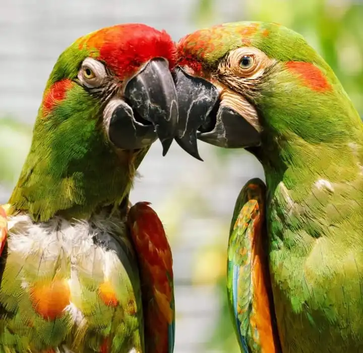 critically endangered parrots 1