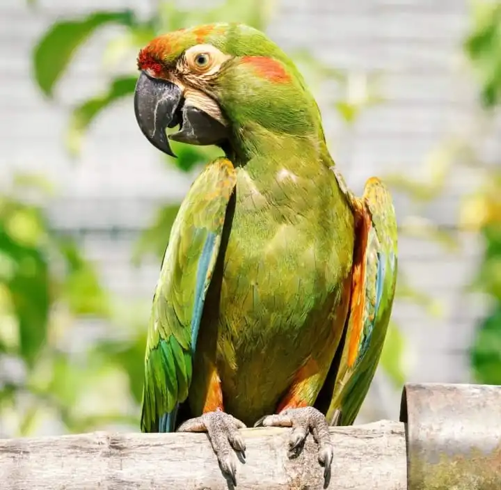 critically endangered parrots